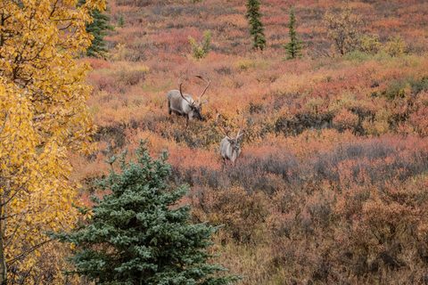 Two caribou standing in vivid orange autumn tundra, with a golden birch tree and spruce in the foreground.