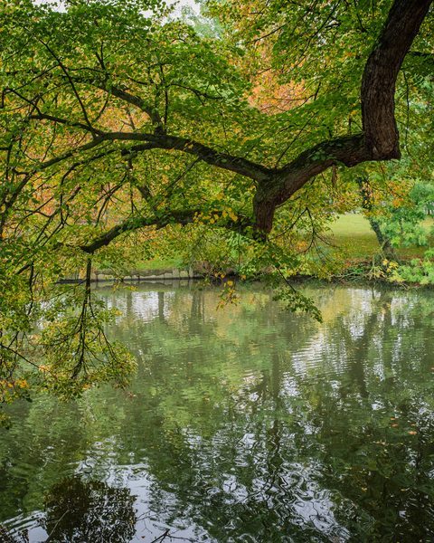A gnarled tree branch arching low over a still, green pond with soft reflections of its leaves.