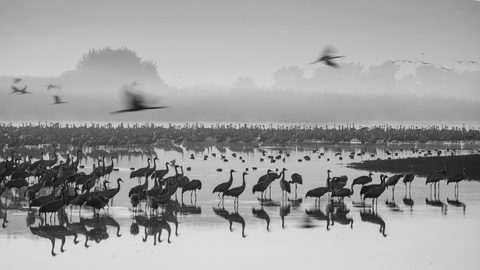 A wide flock of cranes standing in shallow water at dusk, with more birds arriving in flight, rendered in black and white.