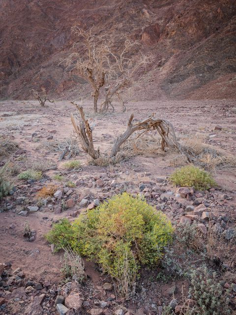 Bare, weathered dead trees standing among rocks and desert scrub against a rocky hillside.