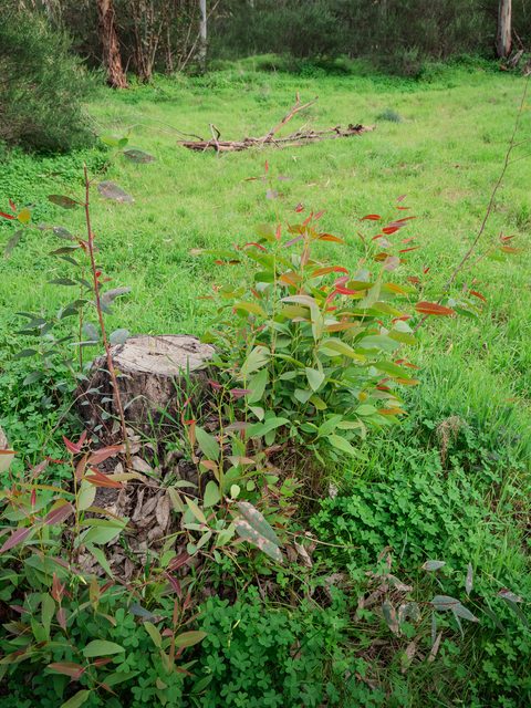 Fresh red-leaved shoots growing beside a cut tree stump in a green meadow.