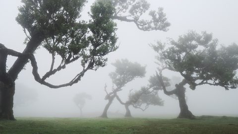 Gnarled, wind-sculpted laurel trees emerging from thick fog in an ancient forest.