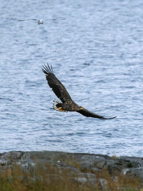 A white-tailed eagle banking over the water with wings spread wide, while a gull flies above it.