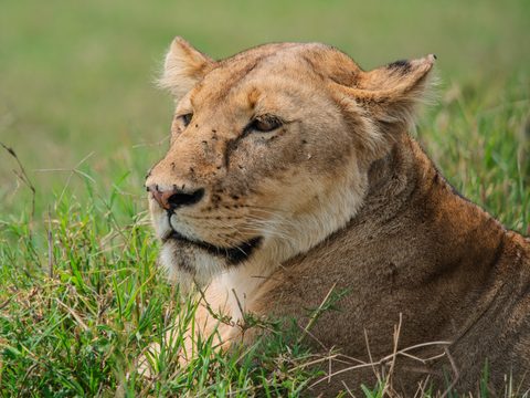 A close-up portrait of a lioness resting in grass, looking off to the side.