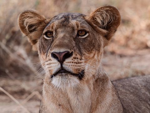 A close portrait of a lioness with large rounded ears, looking directly at the camera.
