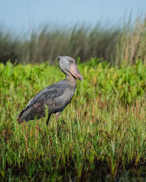 A shoebill stork standing in tall wetland grass, its large hooked bill visible in profile.
