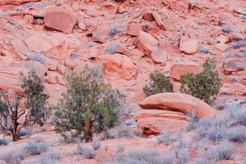 Juniper shrubs scattered among sandstone boulders on a red rock slope.